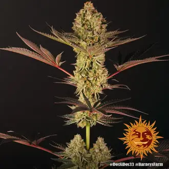 Dos Si Dos 33 cannabis seeds
