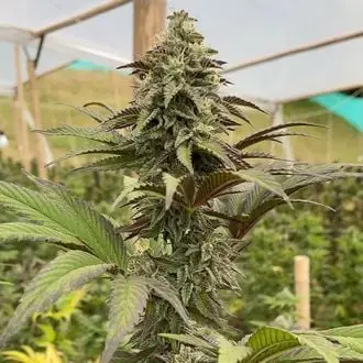Dosidos cannabis seeds by Kannabia