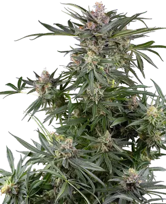 Dosimosa cannabis seeds