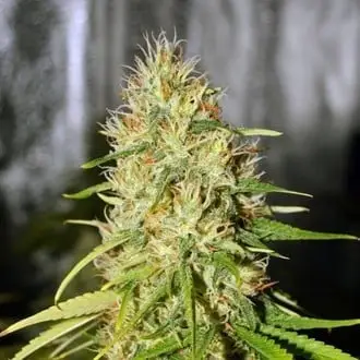 Double Black cannabis seeds by G13 Labs