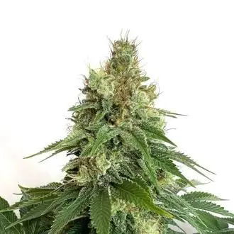 Double Blue cannabis seeds by Amsterdam Genetics