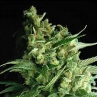 Double Bubble Berry cannabis seeds by Sagarmatha Seeds