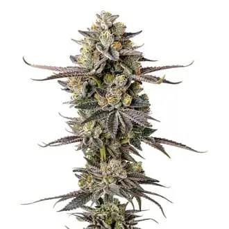 Double Donny Burger cannabis seeds by Growers Choice
