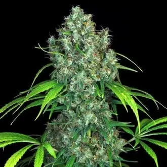 Double Dutch cannabis seeds by Serious Seeds