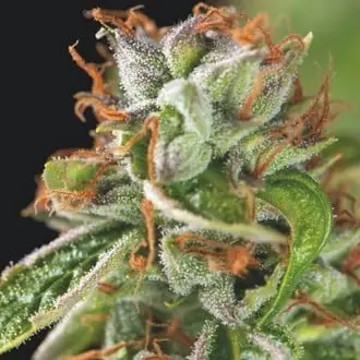 Double OG Haze cannabis seeds by Pyramid Seeds