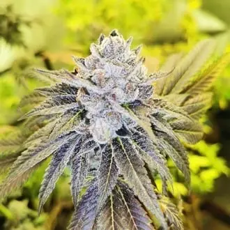 Double Slurry cannabis seeds by Pheno Finder