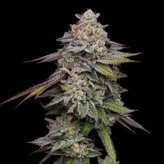 Double Stack cannabis seeds by Compound Genetics