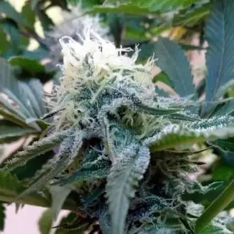 Douce Nuit cannabis seeds by French Touch Seeds