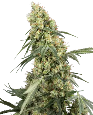 Dough Boy cannabis seeds