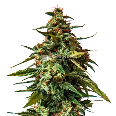 Doug’s Varin Feminized Seeds – Pure 100% Sativa Power cannabis seeds