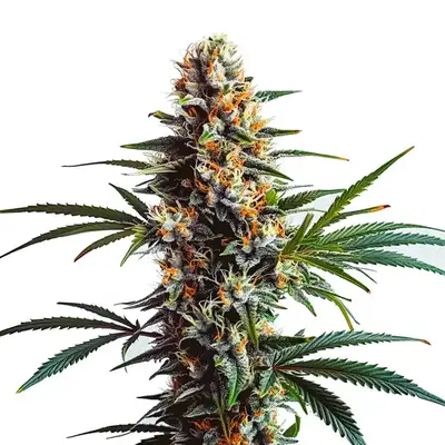 Dougs Varin cannabis seeds by Blimburn Seeds