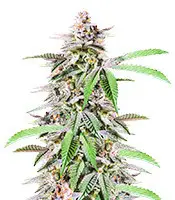 Dozy Breath cannabis seeds