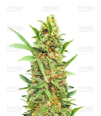 Dozy Cake cannabis seeds