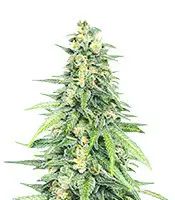 Dozy Cookies cannabis seeds