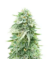Dozy Doz cannabis seeds