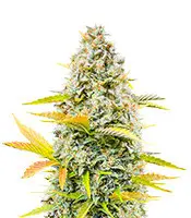 Dozy Sith cannabis seeds