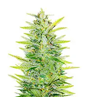 Dozy Whale cannabis seeds