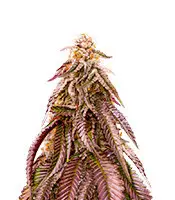 Dozywelly OG cannabis seeds
