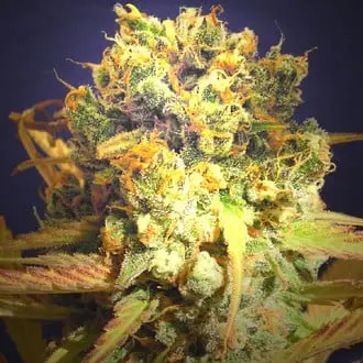 Dr Bruce Banner CBD cannabis seeds by Original Sensible Seeds