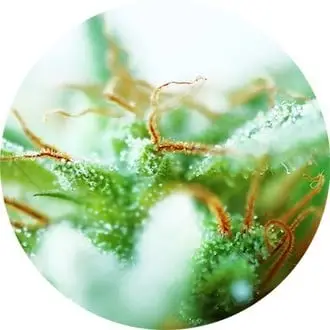 Dr. Tao Sativa cannabis seeds