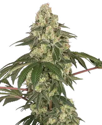 Dragon Milk cannabis seeds