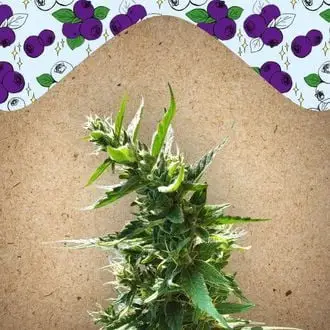 Dream Berry cannabis seeds by Female Seeds