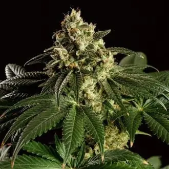 Dream Sherbet cannabis seeds by Kannabia