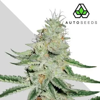 Dreamberry cannabis seeds