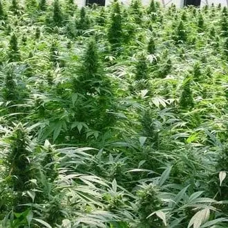 Dreamtime cannabis seeds
