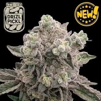 Drizl Pickl cannabis seeds