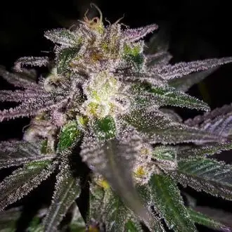 Dubble Bubble cannabis seeds by Garden of Green