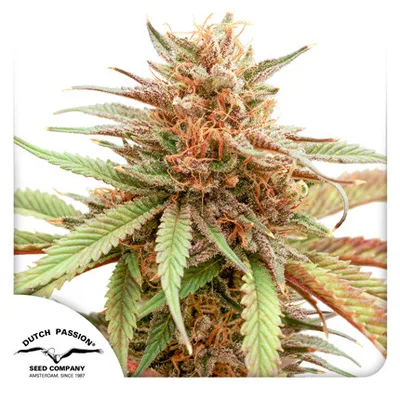 Durban Dew cannabis seeds