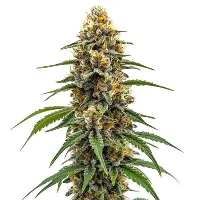 Durban Poison Fast Version cannabis seeds