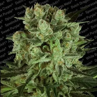 Durga Mata II CBD cannabis seeds by Paradise Seeds