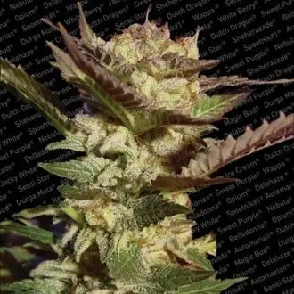 Durga Mata cannabis seeds by Paradise Seeds