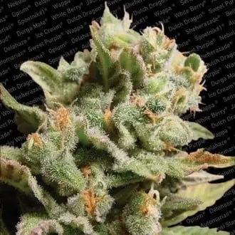 Dutch Dragon cannabis seeds by Paradise Seeds