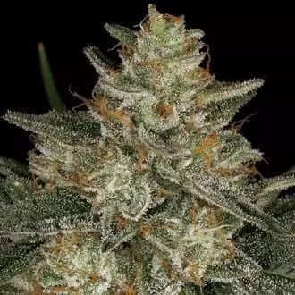 Dutch Kush cannabis seeds
