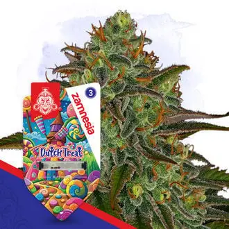 Dutch Treat cannabis seeds by Zamnesia Seeds