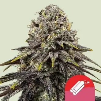 Dynamite Diesel cannabis seeds
