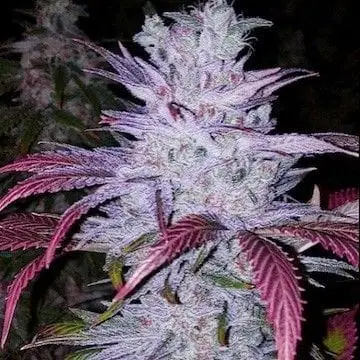 Early Lemon Berry RBX cannabis seeds