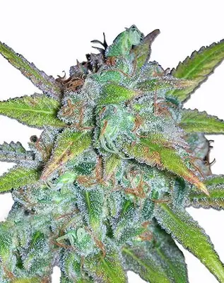 Early Misty cannabis seeds
