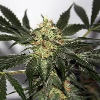 Early Queen cannabis seeds by Mr. Nice