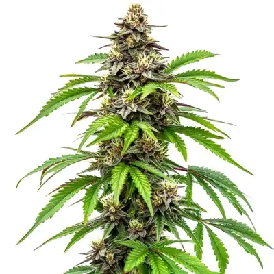 Early Skunk Fast Version cannabis seeds