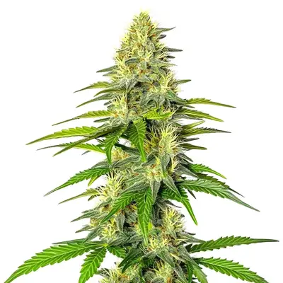 Early Skunk x Cinderella 99 cannabis seeds by Blimburn Seeds