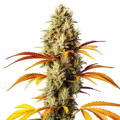 Early Skunk x Northern Lights cannabis seeds