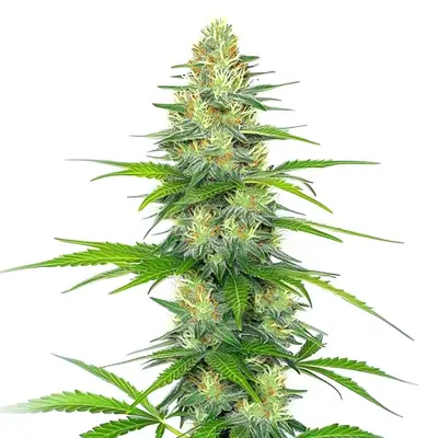 Early Skunk x Rosetta Stone cannabis seeds by Blimburn Seeds