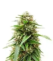 Easy Bud cannabis seeds