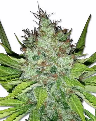 Easy Sativa cannabis seeds