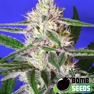 Edam Bomb cannabis seeds