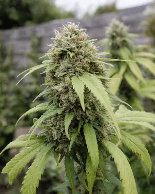Edelweiss cannabis seeds